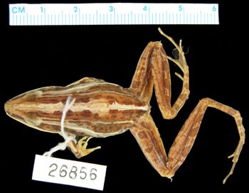 Media type: image; Herpetology A-26856